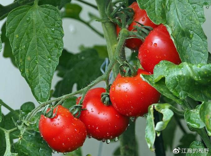 全國食用農產品市場價格微降0.2%，食品降價你感受到了嗎？