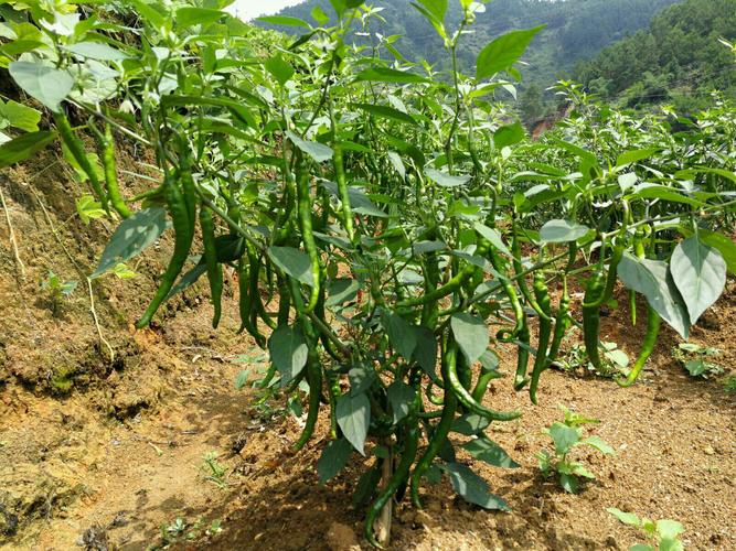 農業農村部:全國試行食用農產品合格證制度