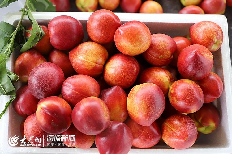 日照市試行食用農產品合格證制度推進現場會在莒縣召開
